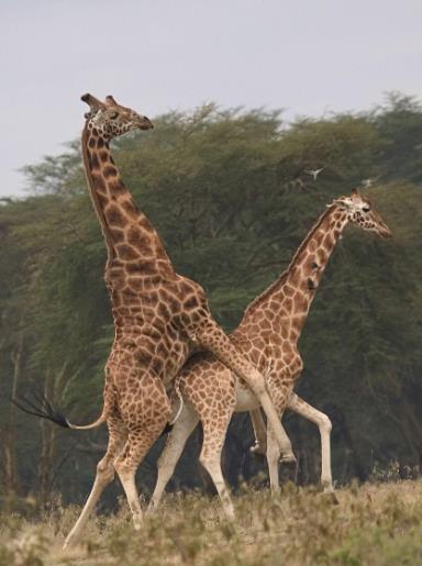 世界上交配时间最长的动物